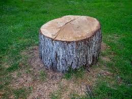 Best Tree Preservation Services  in Countryside, VA