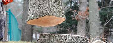 Best Stump Grinding and Removal  in Countryside, VA