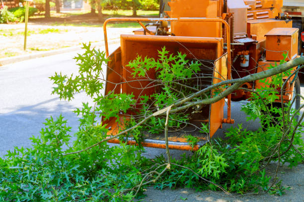 Best Lot and Land Clearing  in Countryside, VA