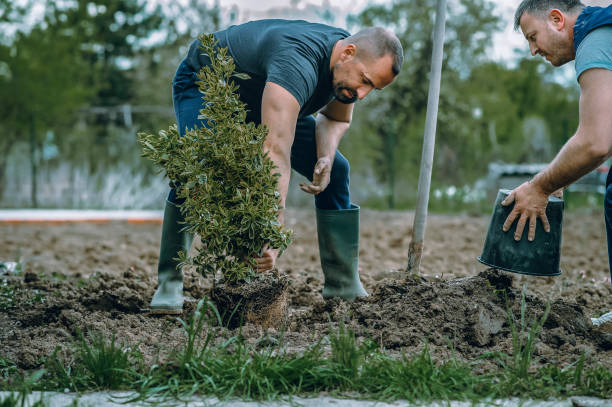 Best Tree Health Inspection  in Countryside, VA