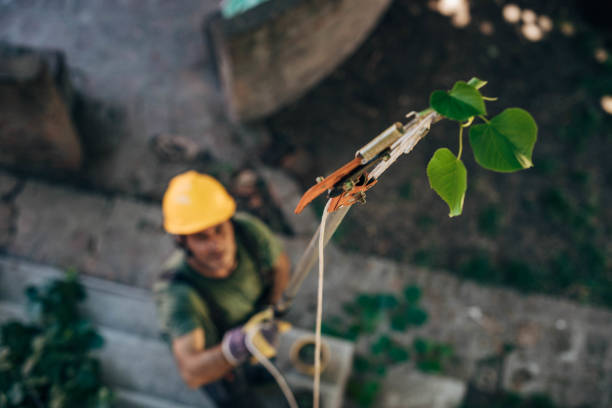 Reliable Countryside, VA Tree Services Solutions