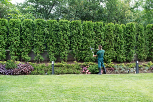 Best Weed Control  in Countryside, VA