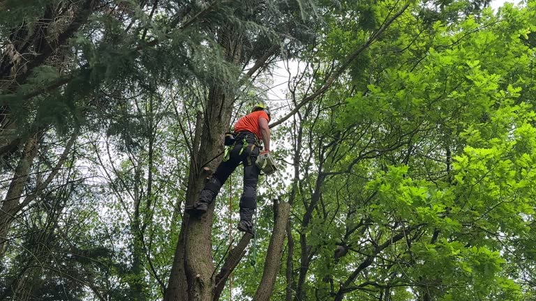 Best Tree Risk Assessment  in Countryside, VA