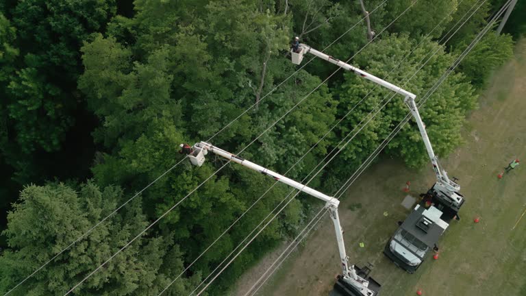 How Our Tree Care Process Works  in  Countryside, VA
