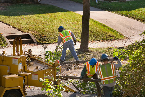 Best Fruit Tree Pruning  in Countryside, VA