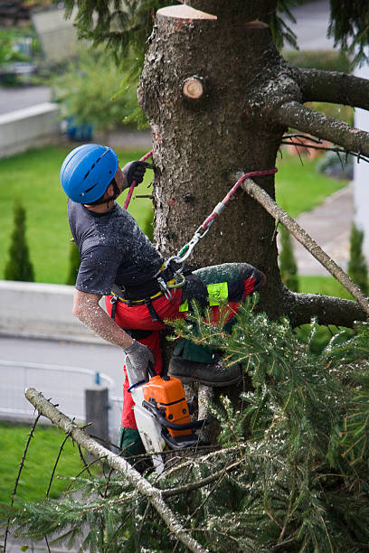 Best Firewood Processing and Delivery  in Countryside, VA