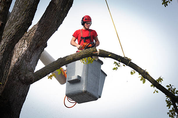Best Tree Maintenance Programs  in Countryside, VA