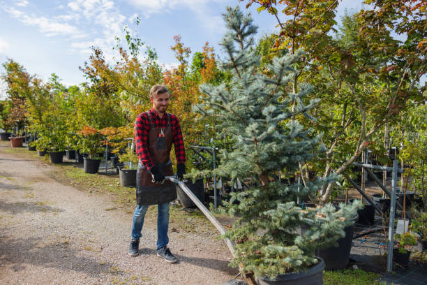 Best Tree Disease Treatment  in Countryside, VA