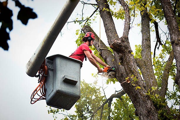  Countryside, VA Tree Services Pros